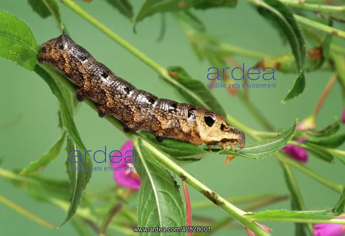 : Elephant Hawk Moth Caterpillar : Elephant Hawk Moth Caterpillar