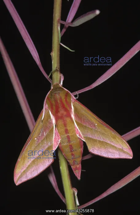 : Elephant Hawk Moth (Deilephila elpenor), Europe : Elephant Hawk Moth (Deilephila elpenor), Europe