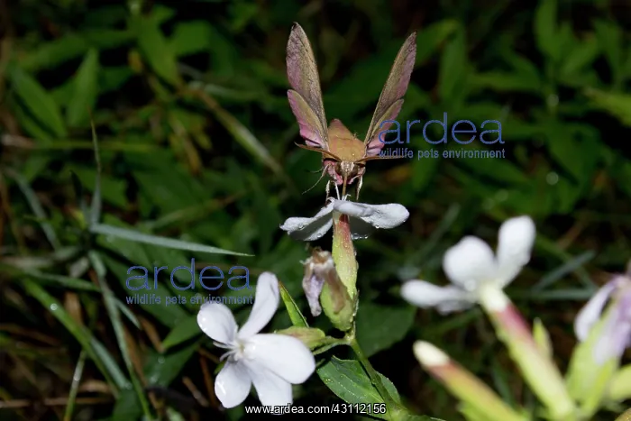 : Elephant Hawk-moth (Deilephila elpenor) gathering : Elephant Hawk-moth (Deilephila elpenor) gathering