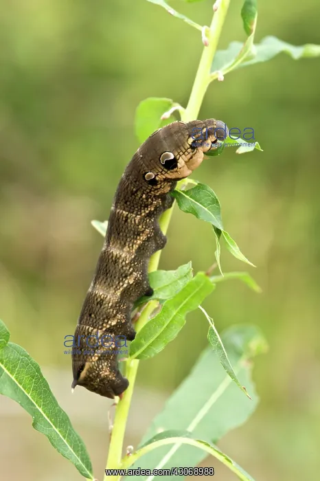 : Elephant Hawk-moth (Deilephila elpenor) larva in : Elephant Hawk-moth (Deilephila elpenor) larva in