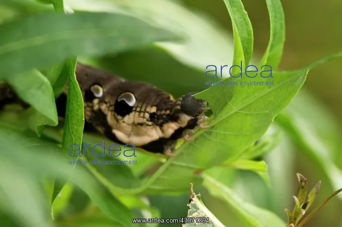 : Elephant Hawk-moth (Deilephila elpenor) larva in : Elephant Hawk-moth (Deilephila elpenor) larva in