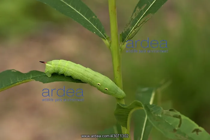 : Elephant Hawk-moth (Deilephila elpenor) larva in : Elephant Hawk-moth (Deilephila elpenor) larva in