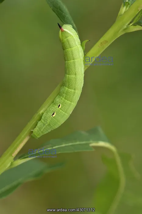 : Elephant Hawk-moth (Deilephila elpenor) larva in : Elephant Hawk-moth (Deilephila elpenor) larva in