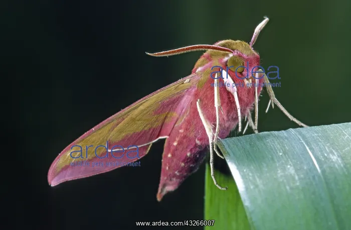 : Elephant Hawk-moth (Deilephila elpenor) resting : Elephant Hawk-moth (Deilephila elpenor) resting