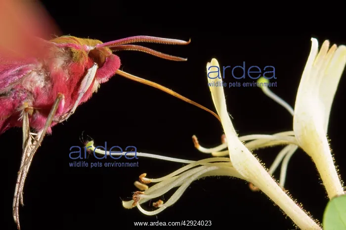 : Elephant Hawk Moth - drinking from Honeysuckle flower : Elephant Hawk Moth - drinking from Honeysuckle flower