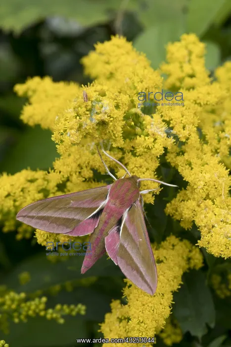 : Elephant Hawk-Moth - on Golden Rod - Cornwall - UK : Elephant Hawk-Moth - on Golden Rod - Cornwall - UK