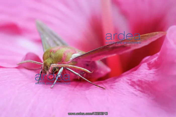 : Elephant Hawk Moth - on Hibiscus flower : Elephant Hawk Moth - on Hibiscus flower