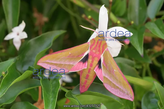 : Elephant hawk-moth on Jasmine flower - Norfolk UK : Elephant hawk-moth on Jasmine flower - Norfolk UK