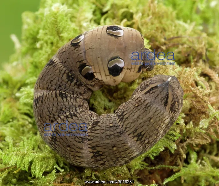 : Elephant Hawk Moth Larva in snake like posture on : Elephant Hawk Moth Larva in snake like posture on