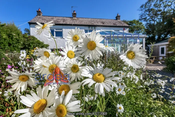 : Elephant Hawk Moth - on Oxeye Daisies - UK : Elephant Hawk Moth - on Oxeye Daisies - UK