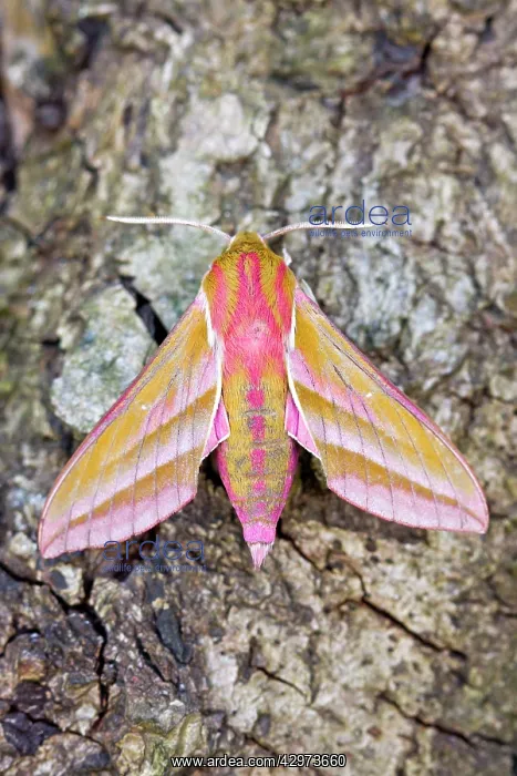 : Elephant Hawk Moth at rest : Elephant Hawk Moth at rest