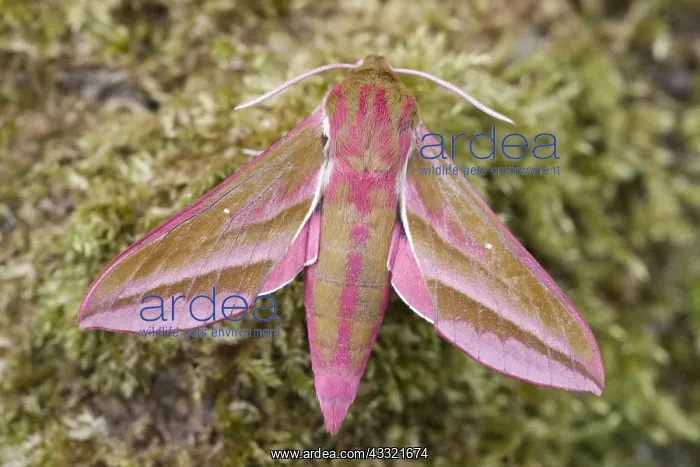 : Elephant Hawk-moth at rest, Norfolk UK : Elephant Hawk-moth at rest, Norfolk UK