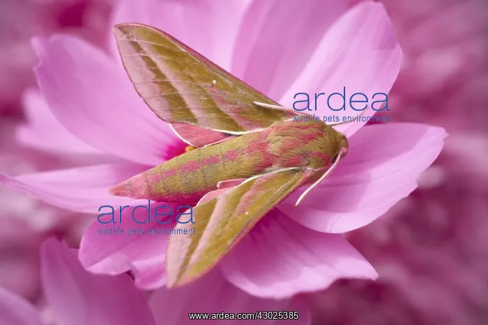 : Elephant Hawk-moth resting on Cosmos flower, Norfolk UK : Elephant Hawk-moth resting on Cosmos flower, Norfolk UK