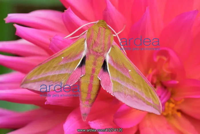: Elephant Hawk Moth resting on Dahlia : Elephant Hawk Moth resting on Dahlia