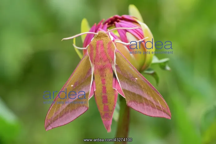 : Elephant Hawk Moth resting on Dahlia bud : Elephant Hawk Moth resting on Dahlia bud