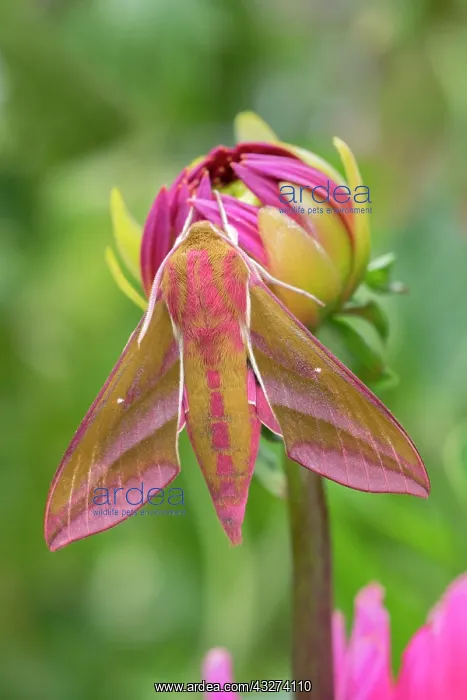 : Elephant Hawk Moth resting on Dahlia bud : Elephant Hawk Moth resting on Dahlia bud