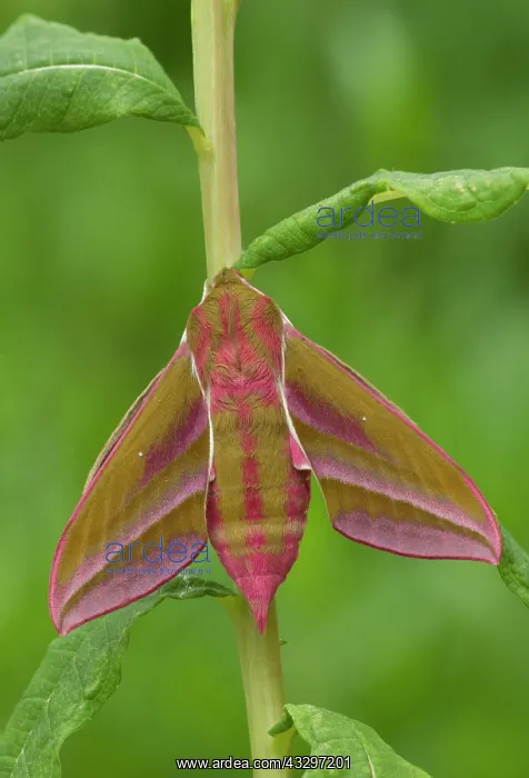 : Elephant Hawk-moth - resting on Willowherb - June : Elephant Hawk-moth - resting on Willowherb - June