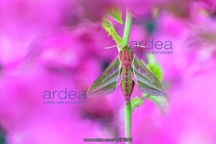 : Elephant Hawk-Moth - on Rose - UK : Elephant Hawk-Moth - on Rose - UK