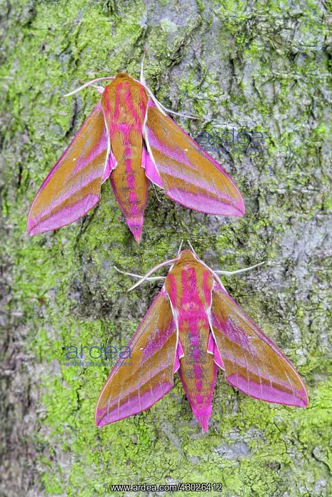  : Elephant Hawk-moths