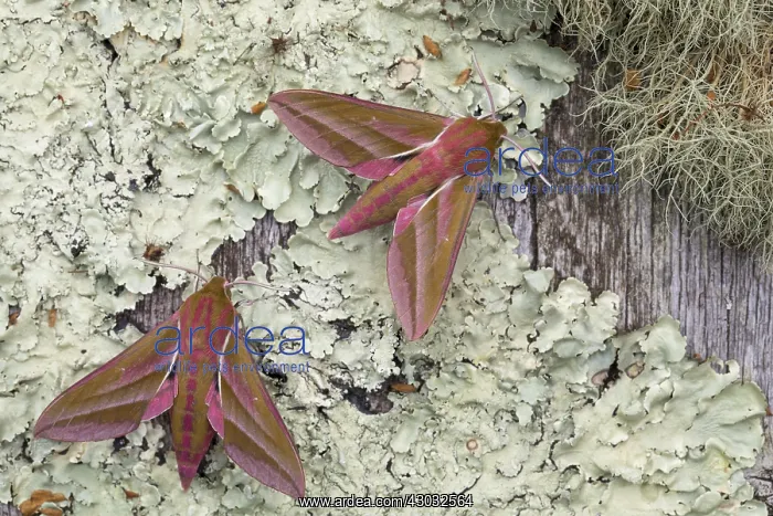 : Elephant Hawk-Moths - on Lichen - Cornwall - UK : Elephant Hawk-Moths - on Lichen - Cornwall - UK