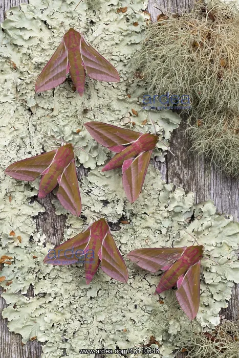 : Elephant Hawk-Moths - on Lichen - Cornwall - UK : Elephant Hawk-Moths - on Lichen - Cornwall - UK