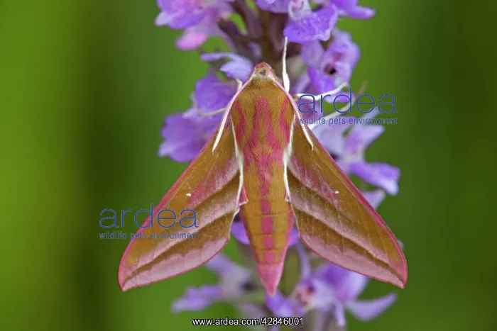 : Elephant Hawkmoth : Elephant Hawkmoth