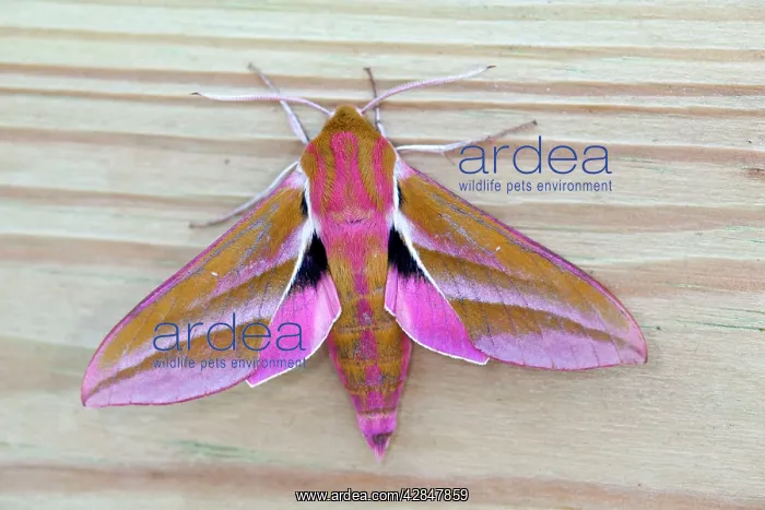 : Elephant Hawkmoth : Elephant Hawkmoth