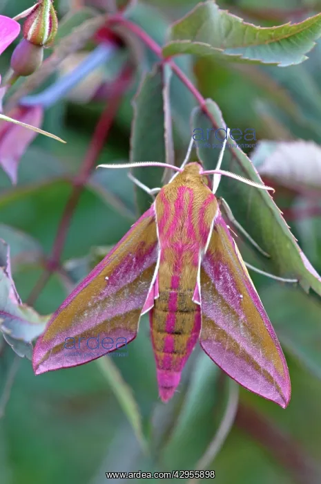 : Elephant Hawkmoth : Elephant Hawkmoth
