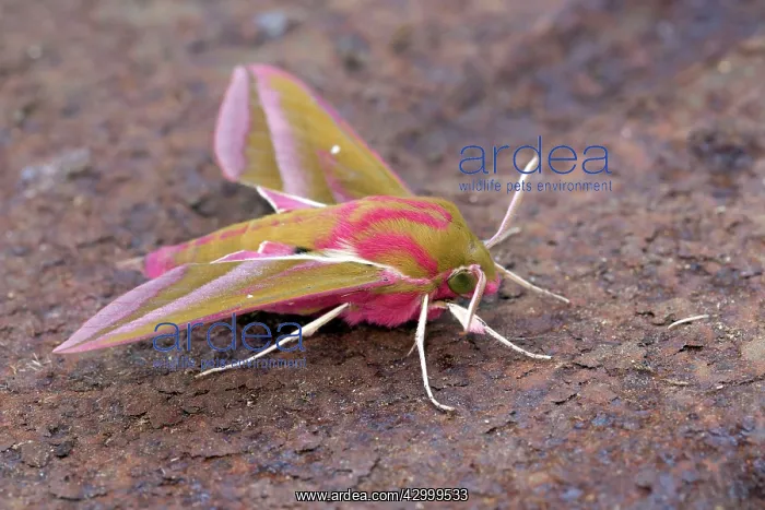 : Elephant Hawkmoth : Elephant Hawkmoth