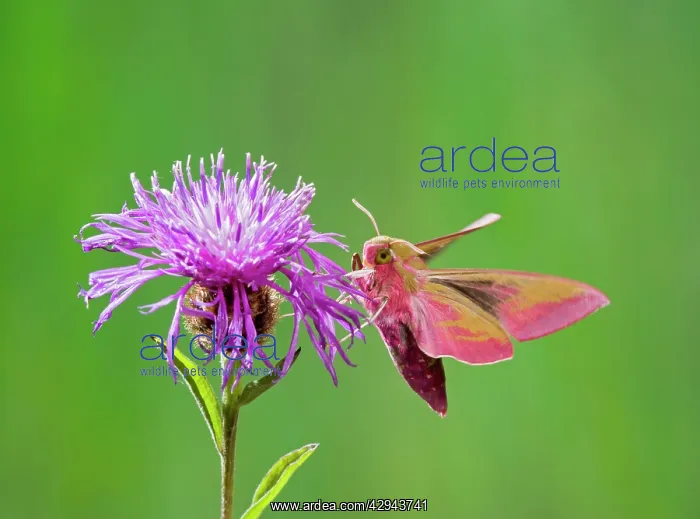 : Elephant Hawkmoth - in flight on flower : Elephant Hawkmoth - in flight on flower
