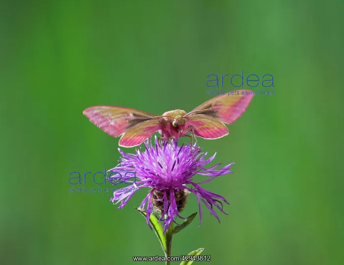 : Elephant Hawkmoth - in flight on flower : Elephant Hawkmoth - in flight on flower