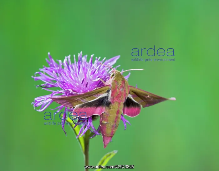 : Elephant Hawkmoth - in flight on flower : Elephant Hawkmoth - in flight on flower