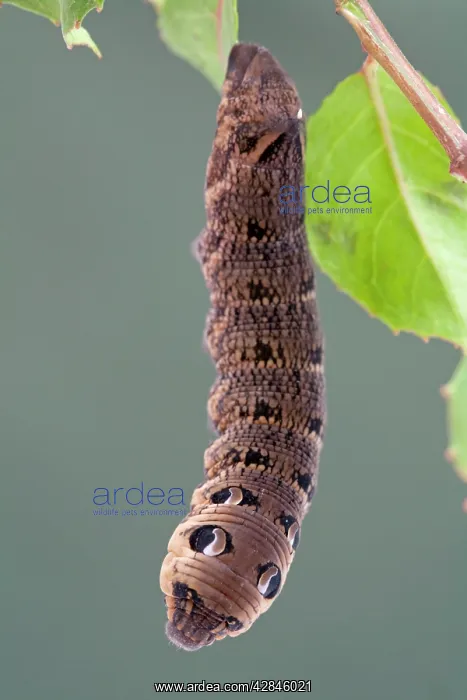 : Elephant Hawkmoth Larva : Elephant Hawkmoth Larva