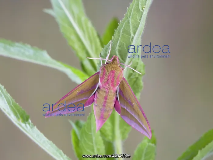 : Elephant Hawkmoth - resting on willowherb foodplant : Elephant Hawkmoth - resting on willowherb foodplant