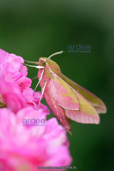 : Elephant Hawkmoth - on Roses : Elephant Hawkmoth - on Roses