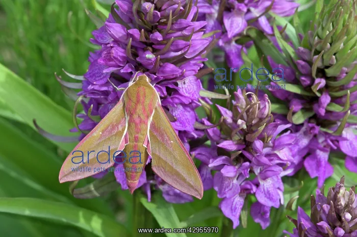 : Elephant Hawkmoth - on southern marsh orchid : Elephant Hawkmoth - on southern marsh orchid