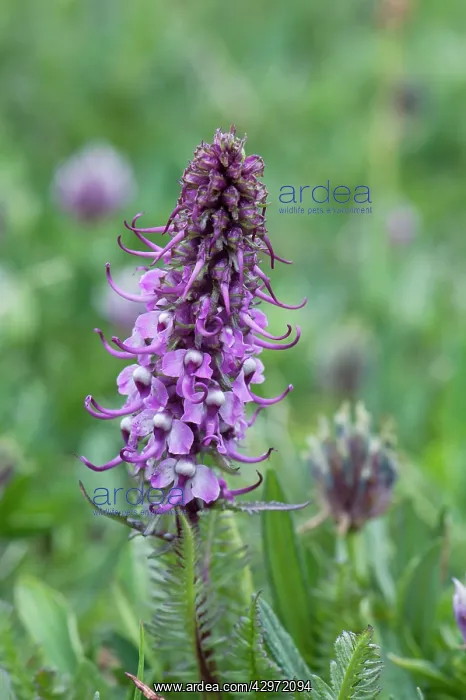 : Elephant Heads - close up of flower head : Elephant Heads - close up of flower head