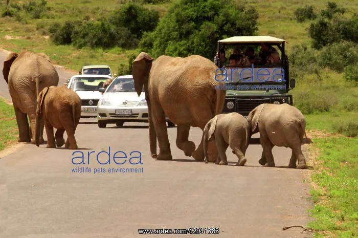 : Elephant herd crosses a road - watched by tourists : Elephant herd crosses a road - watched by tourists