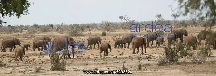 : Elephant herd at waterhole : Elephant herd at waterhole