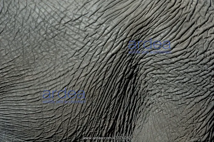 : Elephant - hide close-up - Kruger National Park : Elephant - hide close-up - Kruger National Park