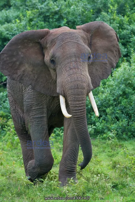 : Elephant in the jungle, Aberdare National : Elephant in the jungle, Aberdare National