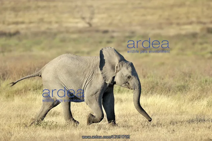 : Elephant juvenile running : Elephant juvenile running