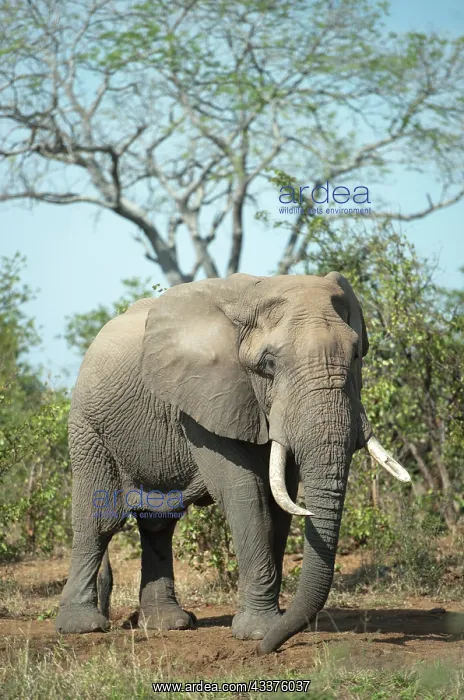 : Elephant - with long tusks - Kruger National Park : Elephant - with long tusks - Kruger National Park