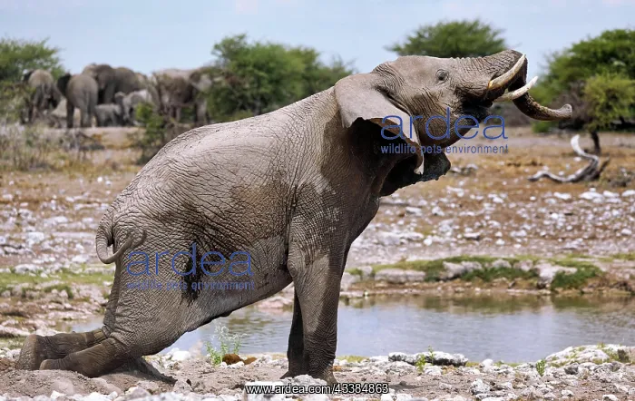 : Elephant (Loxodonta africana), Etosha National Park : Elephant (Loxodonta africana), Etosha National Park
