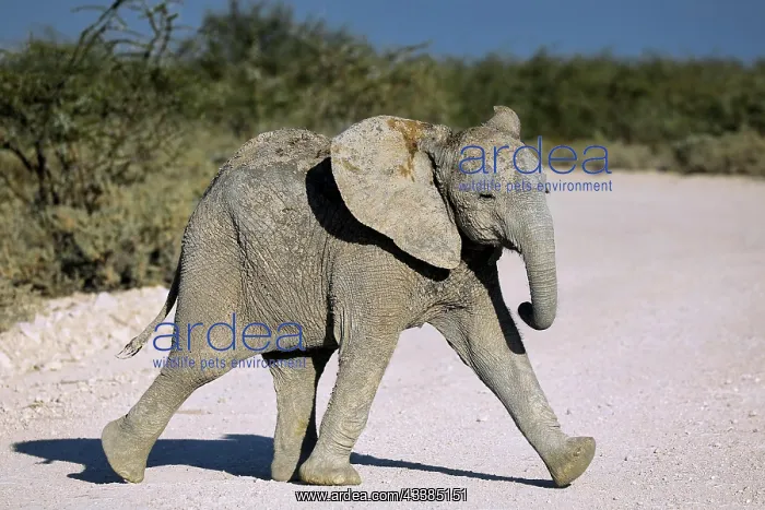 : Elephant (Loxodonta africana), Etosha National Park : Elephant (Loxodonta africana), Etosha National Park