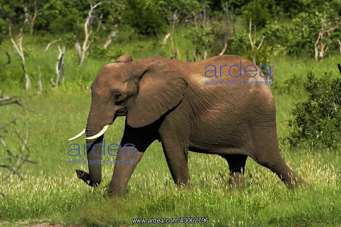 : Elephant (Loxodonta africana), Hwange National : Elephant (Loxodonta africana), Hwange National