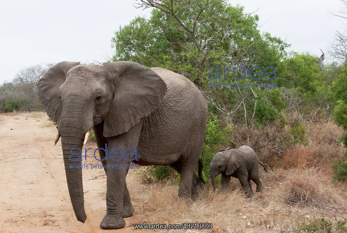 : Elephant (Loxodonta africana), Kapama Game : Elephant (Loxodonta africana), Kapama Game