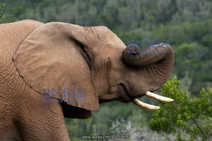 : Elephant (Loxodonta africana), Kariega Game : Elephant (Loxodonta africana), Kariega Game
