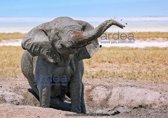 : Elephant (Loxodonta africana) in the mud, Etosha : Elephant (Loxodonta africana) in the mud, Etosha