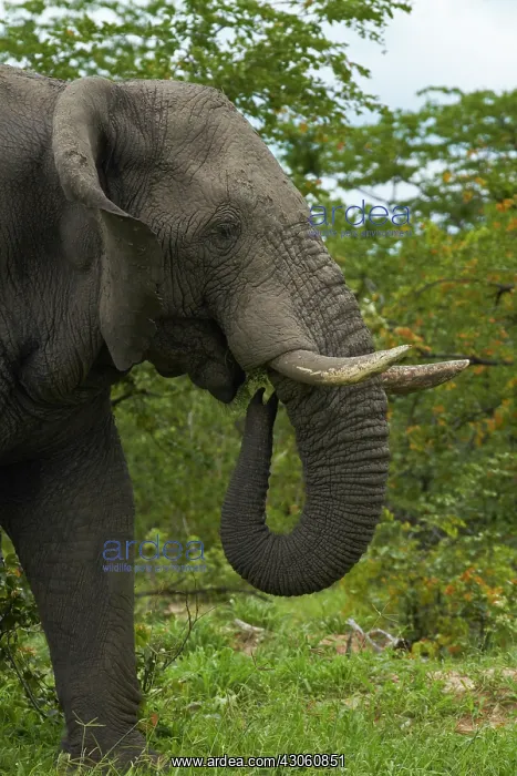  : Elephant (Loxodonta africana), beside Nata-Kasane
